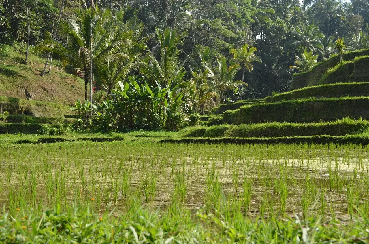Rice terraces near Ubud, Bali