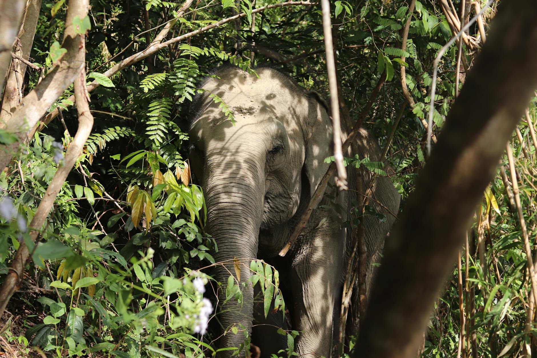 Elephants at an ethical sanctuary near Chiang Mai